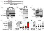 RAD1 Antibody in Western Blot (WB)