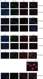 FGR Antibody in Immunocytochemistry (ICC/IF)