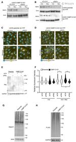 Ataxin 1 Antibody in Western Blot (WB)