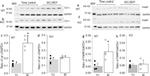 Cytochrome C Antibody in Western Blot (WB)