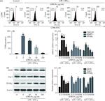 Arginase 1 Antibody in Western Blot (WB)