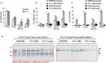 Ly-6C Antibody in Flow Cytometry (Flow)