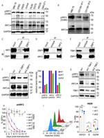 ZBP1 Antibody in Western Blot, Immunoprecipitation (WB, IP)