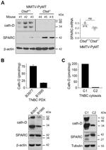 alpha Tubulin Antibody in Western Blot (WB)