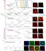 alpha Tubulin Antibody in Immunohistochemistry (IHC)