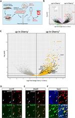 HuC/HuD Antibody in Immunohistochemistry (IHC)