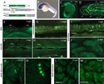 GFP Antibody in Immunohistochemistry (IHC)