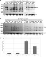 Carboxypeptidase Y Antibody in Western Blot (WB)