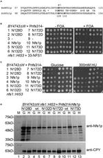 Carboxypeptidase Y Antibody in Western Blot (WB)