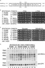 Carboxypeptidase Y Antibody in Western Blot (WB)