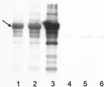 Dinitrophenyl-KLH Antibody in Western Blot (WB)