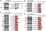 NMDAR2A Antibody in Western Blot (WB)