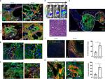 Fluorescein/Oregon Green Antibody in Immunohistochemistry (IHC)