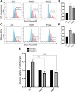 BrdU Antibody in Flow Cytometry (Flow)