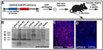 mCherry Antibody in Immunohistochemistry (IHC)