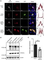 mCherry Antibody in Immunocytochemistry (ICC/IF)