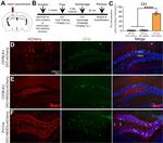 mCherry Antibody in Immunohistochemistry (IHC)