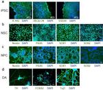 PAX6 Antibody in Immunocytochemistry (ICC/IF)