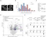 SSEA1 Antibody in Flow Cytometry (Flow)