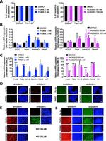 TRA-1-60 Antibody in Flow Cytometry (Flow)