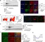 SLC2A5 Antibody in Immunohistochemistry (PFA fixed) (IHC (PFA))