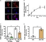 STAT3 Antibody in Immunocytochemistry (ICC/IF)