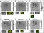 14-3-3 gamma Antibody in Western Blot (WB)