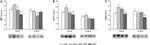 HIF1A Antibody in Western Blot (WB)