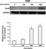 GAPDH Antibody in Western Blot (WB)