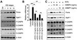 Caspase 3 Antibody in Western Blot (WB)