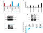 CD9 Antibody in Western Blot (WB)