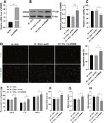 JMJD3 Antibody in Western Blot (WB)