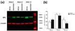 NEFL Antibody in Western Blot (WB)