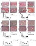 NMDAR2B Antibody in Immunohistochemistry (IHC)