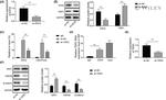 DKK1 Antibody in Western Blot (WB)