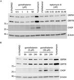 CHOP Antibody in Western Blot (WB)