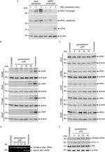 CHOP Antibody in Western Blot (WB)