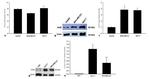 AHR Antibody in Western Blot (WB)