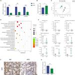 AHR Antibody in Immunohistochemistry (IHC)