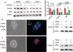 VDR Antibody in Western Blot (WB)