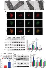 VDR Antibody in Western Blot (WB)