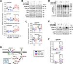 alpha Tubulin Antibody in Western Blot (WB)