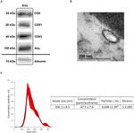 CD63 Antibody in Western Blot (WB)