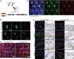 Cytokeratin 15 Antibody in Immunohistochemistry (IHC)