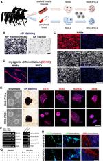 CD44 Antibody in Immunocytochemistry, Immunohistochemistry (ICC/IF, IHC)