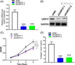 USP37 Antibody in Western Blot (WB)