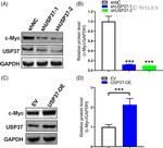 USP37 Antibody in Western Blot (WB)