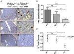 CD41a Antibody in Flow Cytometry (Flow)