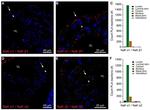 ATP1B1 Antibody in Immunohistochemistry (IHC)