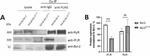 Bcl-2 Antibody in Western Blot (WB)